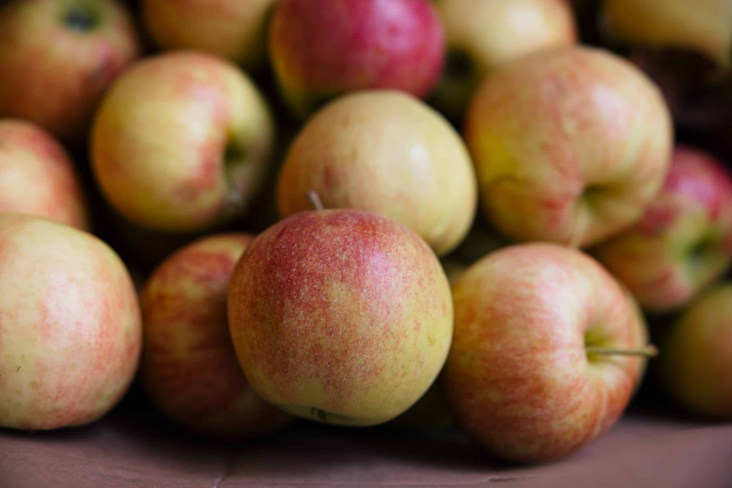 federation of virginia food banks featured image 2 (1)